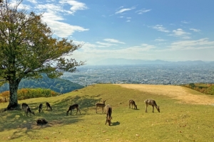 奈良市大豆山町の土地情報と暮らし