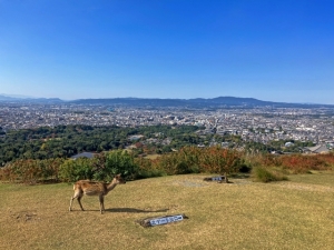 磯城郡田原本町大字富本の土地情報と生活情報